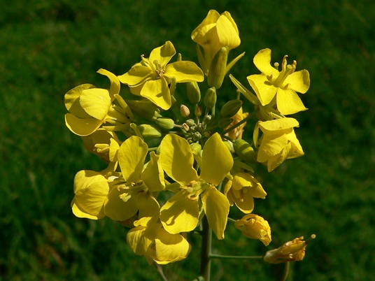 {Brassica napus}